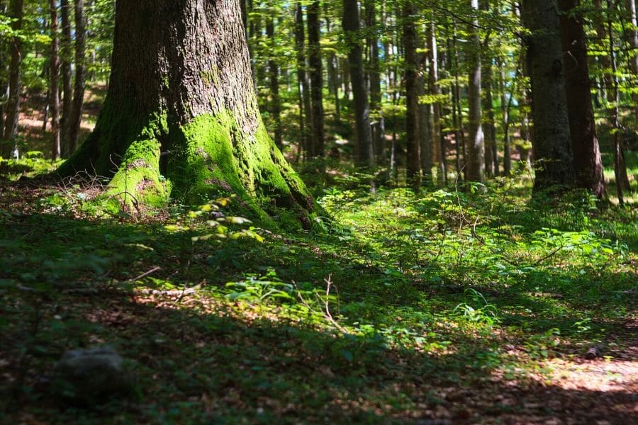 Green Burials Peterlee Co. Durham Woodland Burial Sites